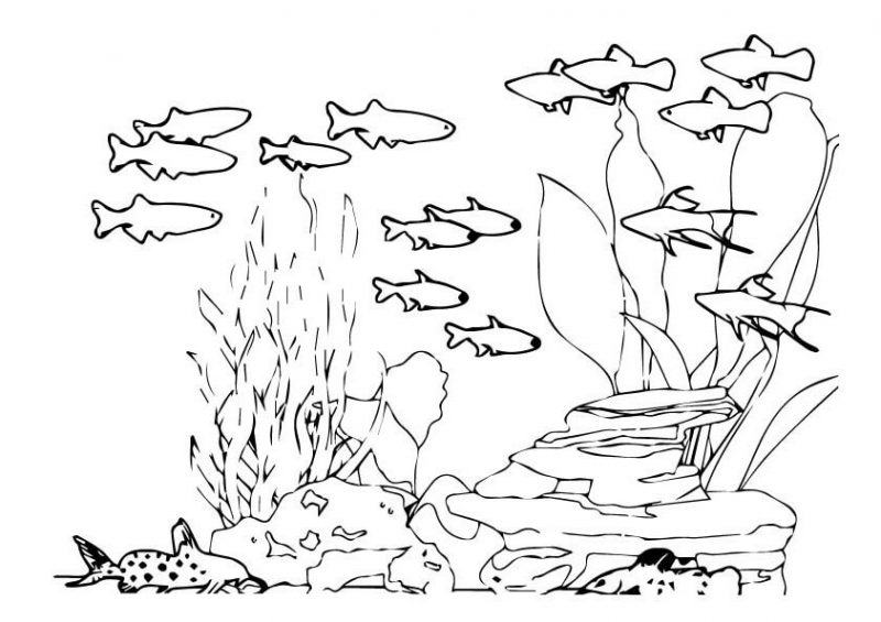 Một bản phác thảo về môi trường sống của cá bơi