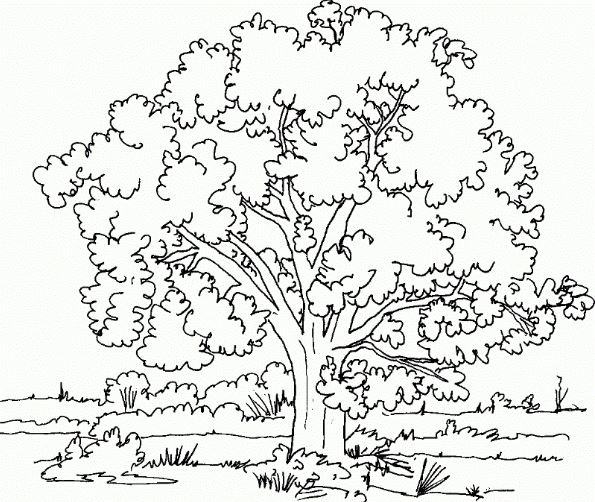 Một bức ảnh của cây ở trung tâm của khu vườn