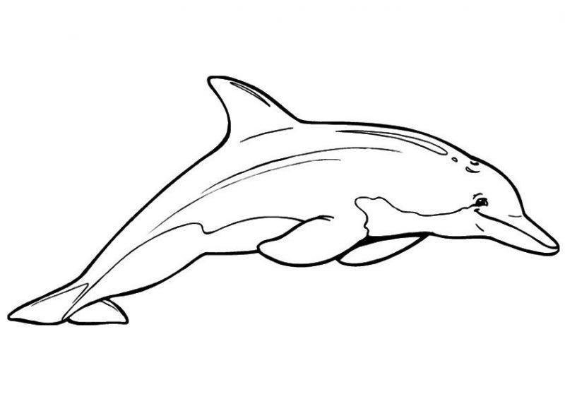 Phim hoạt hình về một con cá heo đang đứng