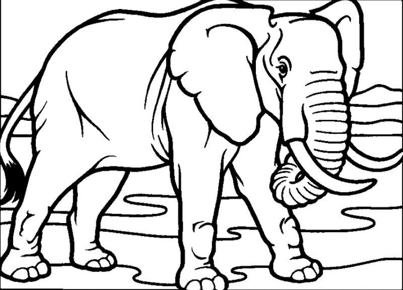 Một bức vẽ đẹp về con voi
