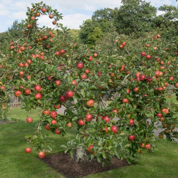 Hình ảnh cây táo đỏ trĩu quả