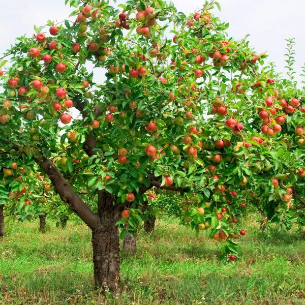 Một bức tranh rất đẹp về cây táo