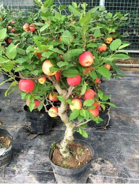 Hình ảnh cây táo đỏ bonsai