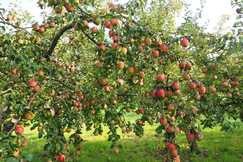 Hình ảnh cây táo trĩu quả