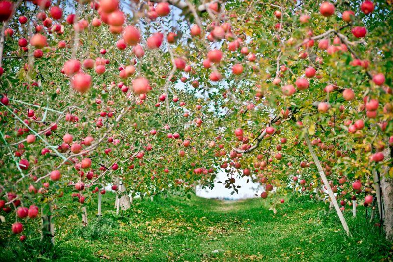 Hình ảnh cây táo ở Hàn Quốc