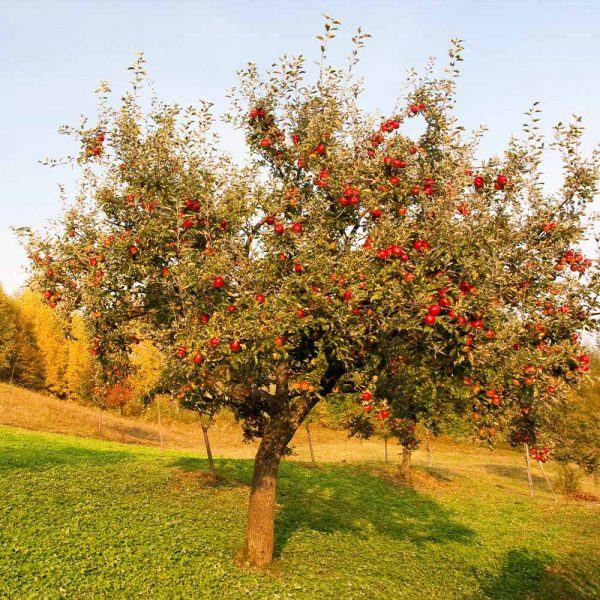 Hình ảnh cây táo đỏ dưới nắng