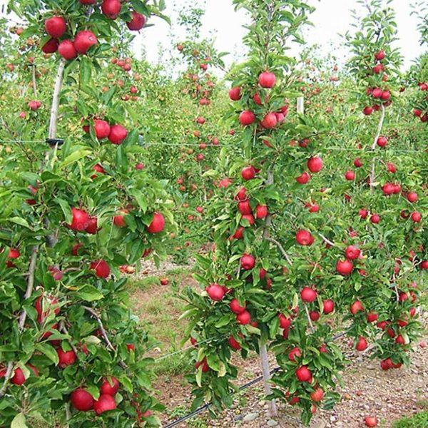 Hình ảnh cây táo đỏ đẹp