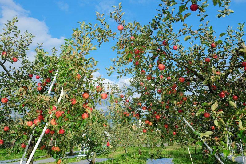 Hình ảnh cây táo trong vườn