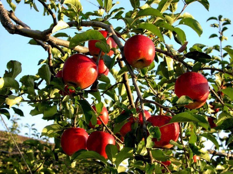 Hình ảnh cây táo