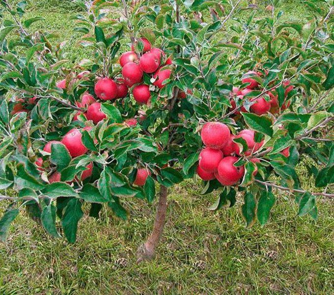 Hình ảnh cây táo