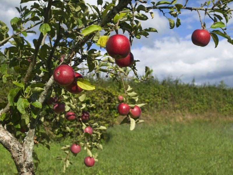 Hình ảnh cây táo đầy trái chín