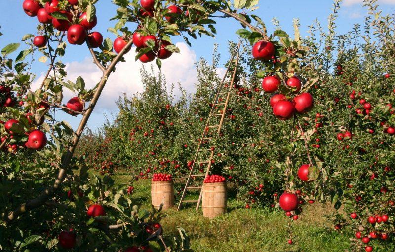 Hình ảnh cây táo đang cho thu hoạch
