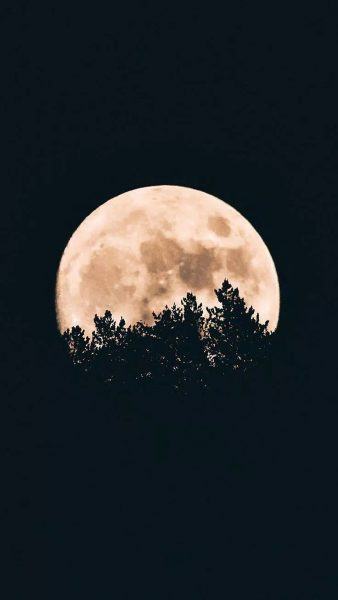 Hình ảnh mặt trăng sau hàng cây