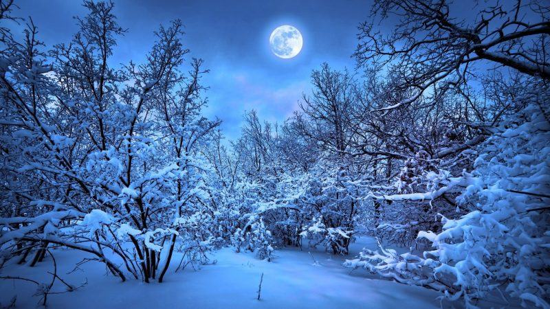 Hình ảnh mặt trăng trong rừng mùa đông