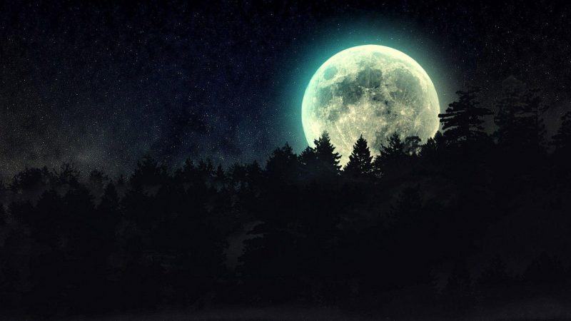 Hình ảnh mặt trăng trong rừng