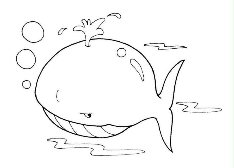 Hình ảnh chú cá mập 3 tuổi