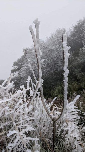 Hình ảnh tuyết rơi ở Sapa vào mùa đông