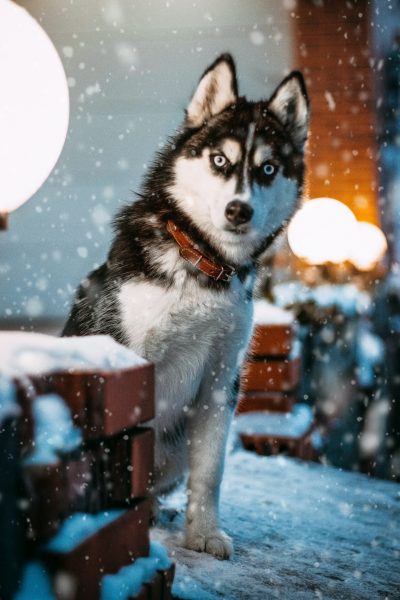 Hình ảnh tuyết với một con chó trong khung