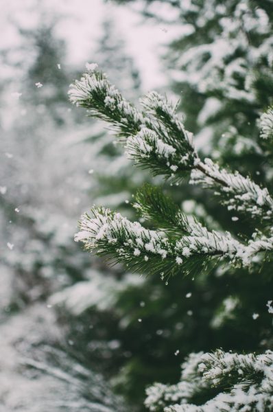 Hình ảnh tuyết rơi trên cây thông