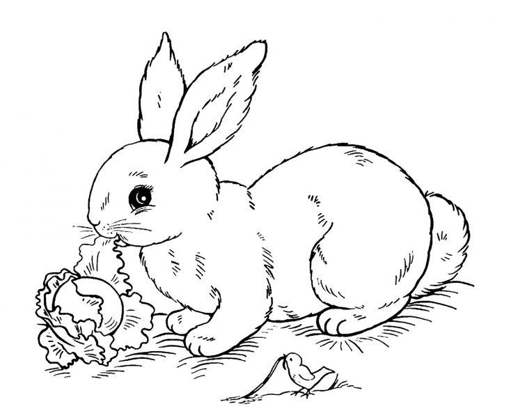 Tranh tô màu chú thỏ đang ăn bắp cải