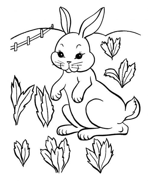 Chụp ảnh chú thỏ đứng giữa vườn cải