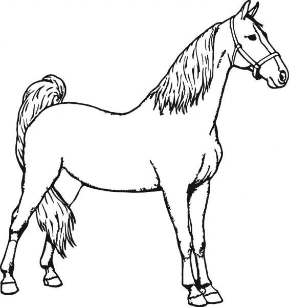 Vẽ một con ngựa với bờm dài