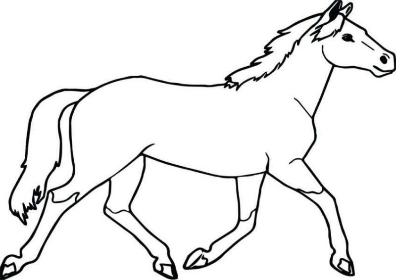 Hình ảnh một con ngựa đi bộ bình tĩnh
