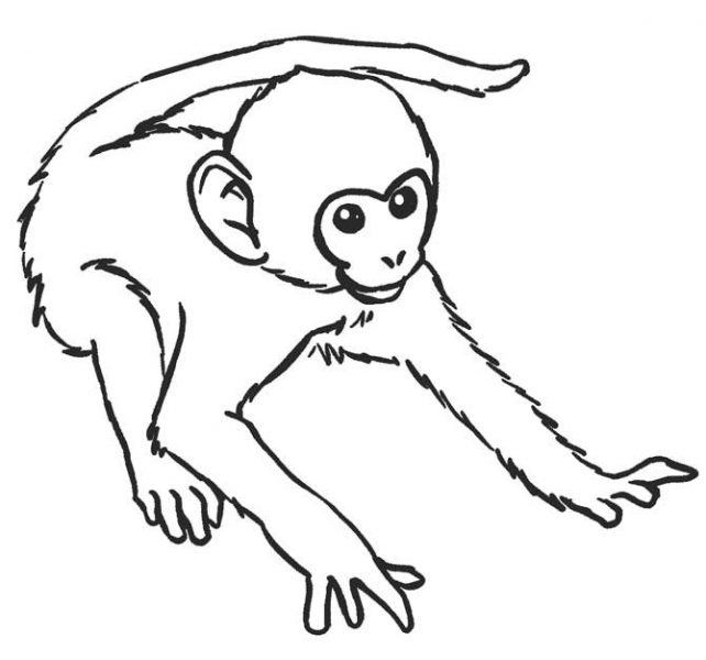 Hình ảnh con khỉ