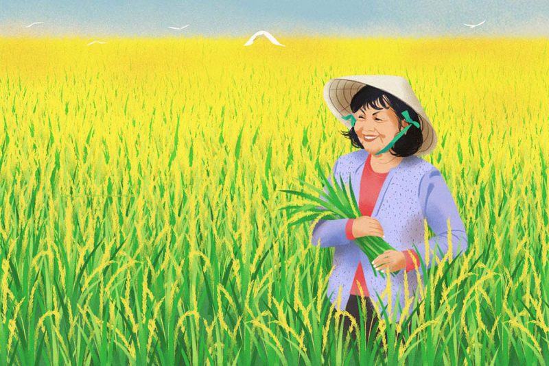 Những bức tranh vẽ gặt lúa đơn giản mà đẹp