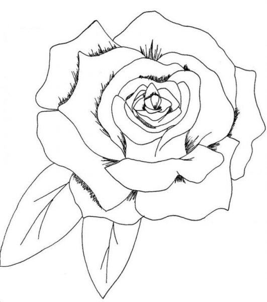 Trang màu của một bông hoa với hai trang