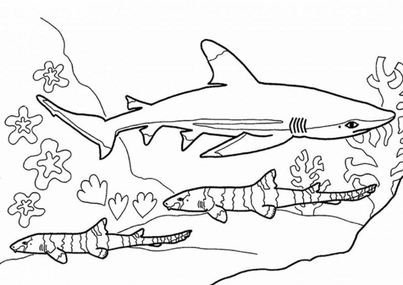 Tranh tô màu cá mập và các loài cá khác