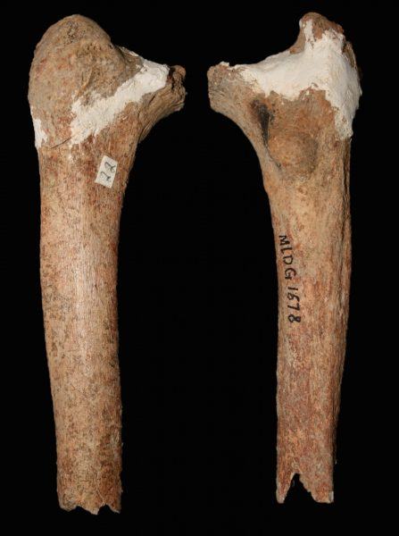 hình ảnh người cổ đại từ xương ống chân