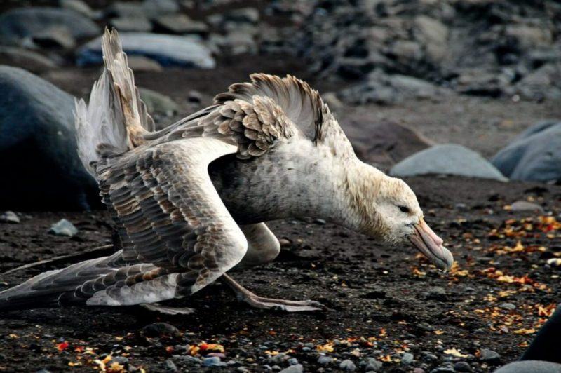 Hình ảnh bảo vệ môi trường chống phá hoại môi trường sống của chim
