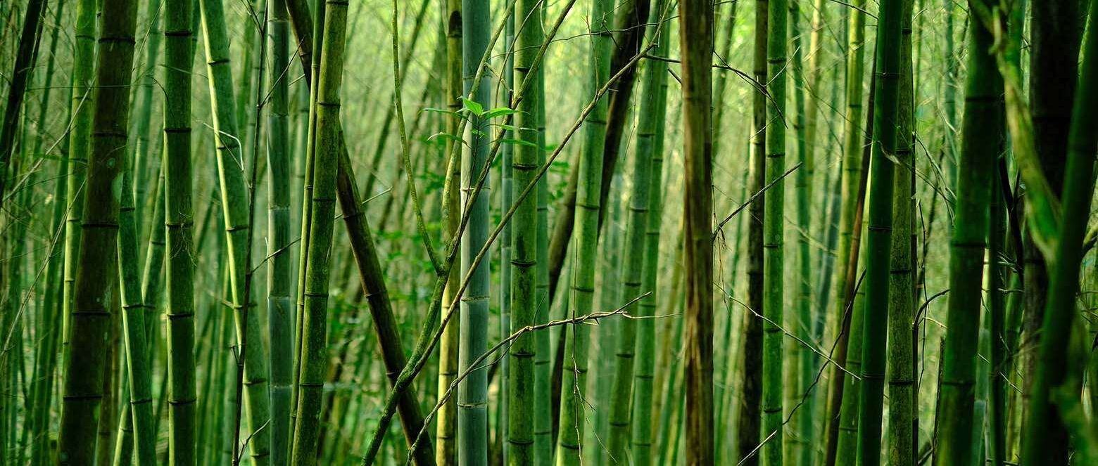 5 điều cần biết về vải Bamboo - loại vải thân thiện với môi trường