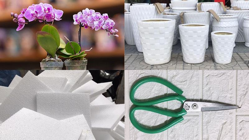 Yêu cầu đối với sự phát triển của Phalaenopsis