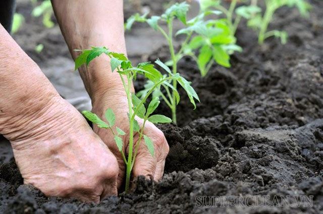 độ phì nhiêu của đất là gì