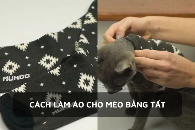 Cách làm áo và tất cho mèo trong 4 bước đơn giản