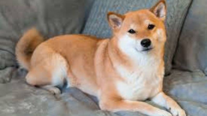 Shiba là một giống chó đến từ Nhật Bản
