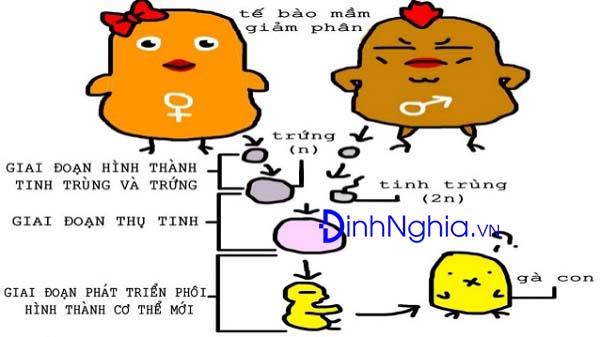 tìm hiểu sinh sản hữu tính là gì