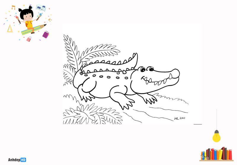 Cách vẽ và Tô màu con CÁ SẤU đơn giản cho bé  How to Draw a CROCODILE  for Kdis  YouTube