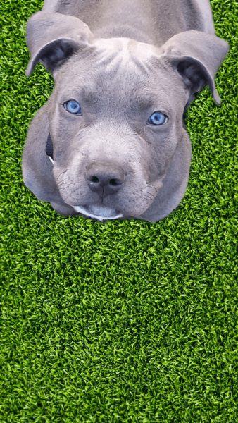 chó pitbull xám trên cỏ xanh