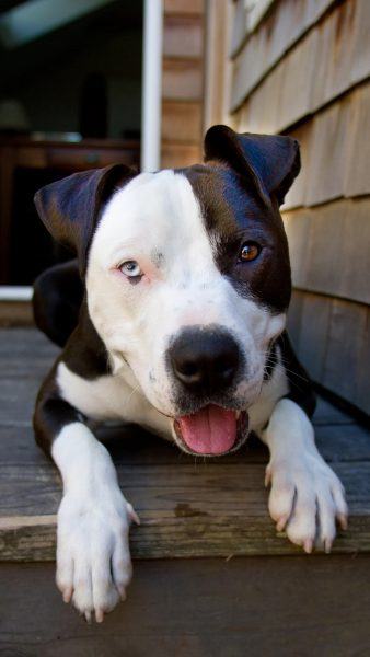 hình ảnh chó pitbull nằm thè lưỡi