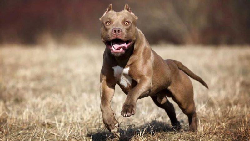 chó pitbull cắn người