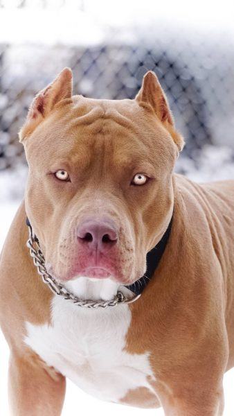 hình ảnh chó pitbull đeo vòng cổ