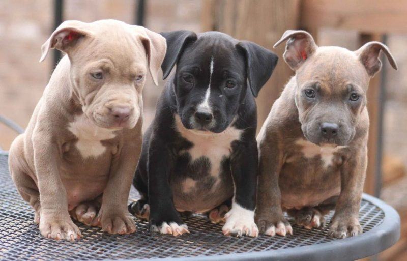 hình ảnh chó pitbull ngồi trên kệ