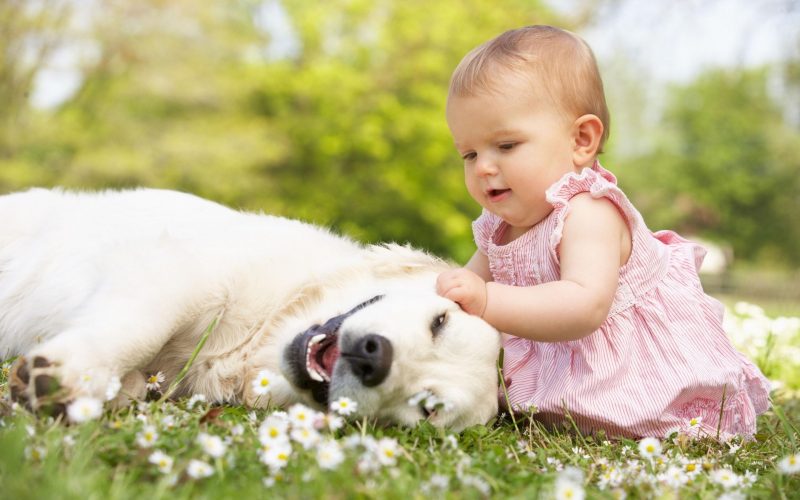 Hình ảnh một đứa trẻ chơi với một con chó trắng