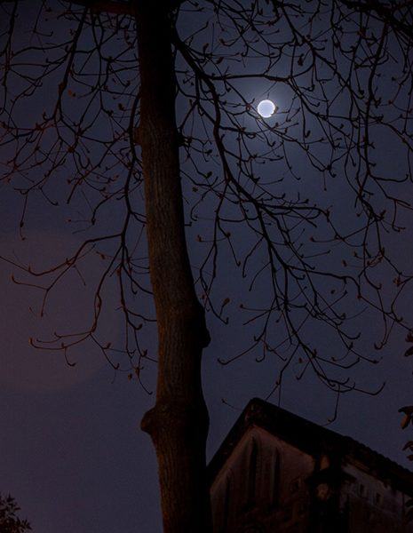 Hình ảnh đêm buồn của cây và trăng