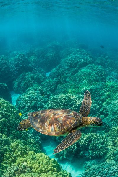 Ảnh rùa biển bơi gần san hô