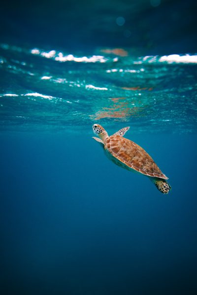 Hình ảnh chú rùa đang bơi lội dưới làn nước biển trong xanh