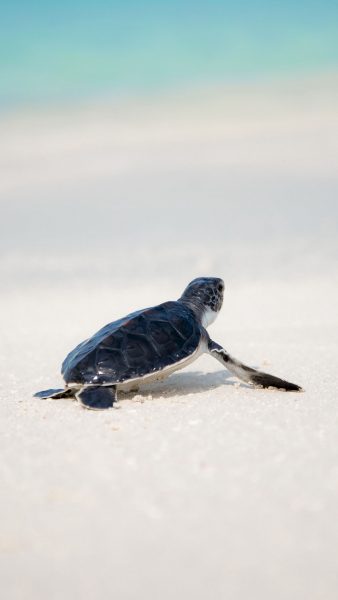 Hình ảnh rùa bò trên cát trắng